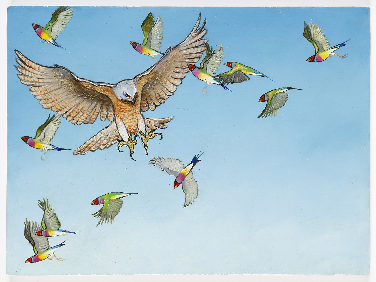 Gouldian Finches and Brown Goshawk
